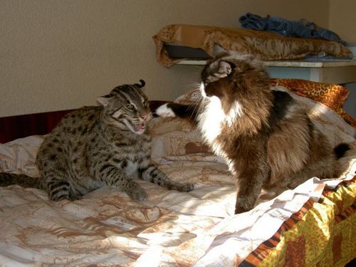Внимание! Коты атакуют!, photo:38