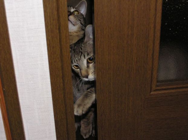 Внимание! Коты атакуют!, photo:64
