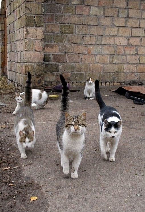 Внимание! Коты атакуют!, photo:65