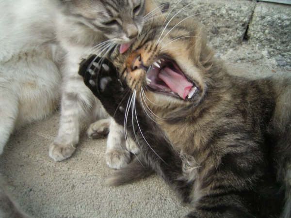 Внимание! Коты атакуют!, photo:68